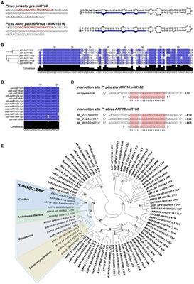 miR160 Interacts in vivo With Pinus pinaster AUXIN RESPONSE FACTOR 18 Target Site and Negatively Regulates Its Expression During Conifer Somatic Embryo Development